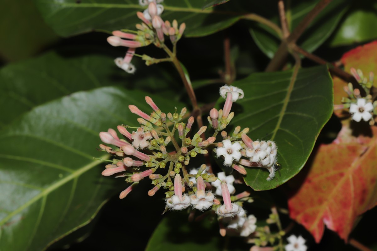 Cinchona officinalis L.